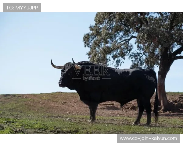 公牛勇敢迈步:提升年轻人上场时间开启新篇章 公牛勇敢迈步:提升年轻人上场时间开启新篇章
